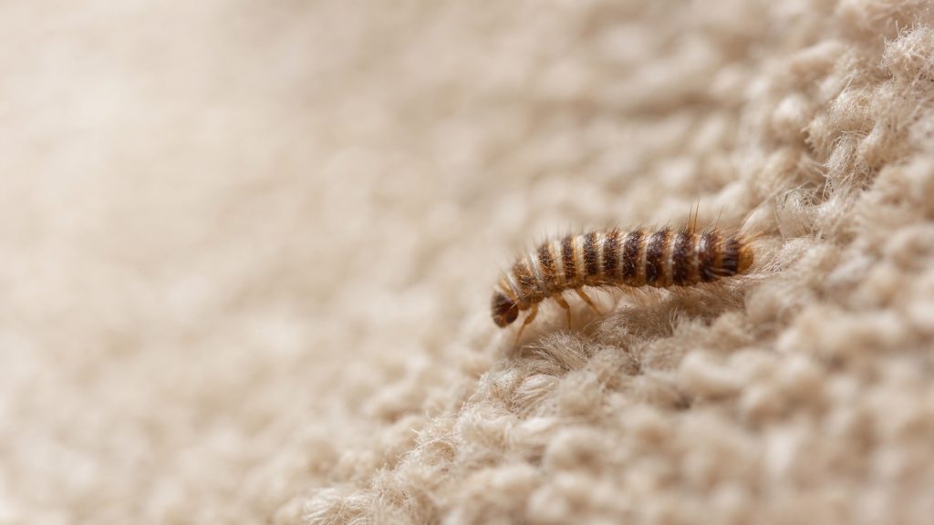 Gros plan photoréaliste d’une larve de dermeste du tapis brune et rayée sur les fibres d’un tapis beige.