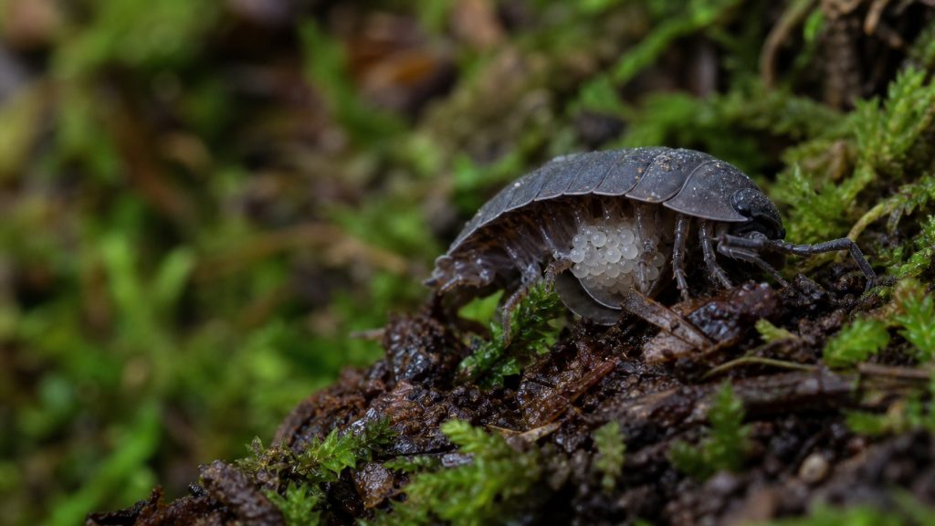 Macro photo réaliste d’un cloporte femelle portant des œufs translucides dans une litière forestière humide avec mousse et matière organique en décomposition.