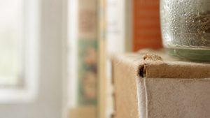 Gros plan photoréaliste d’un psoque beige sur un carton légèrement humide dans une maison, près de papiers et d’un bocal.