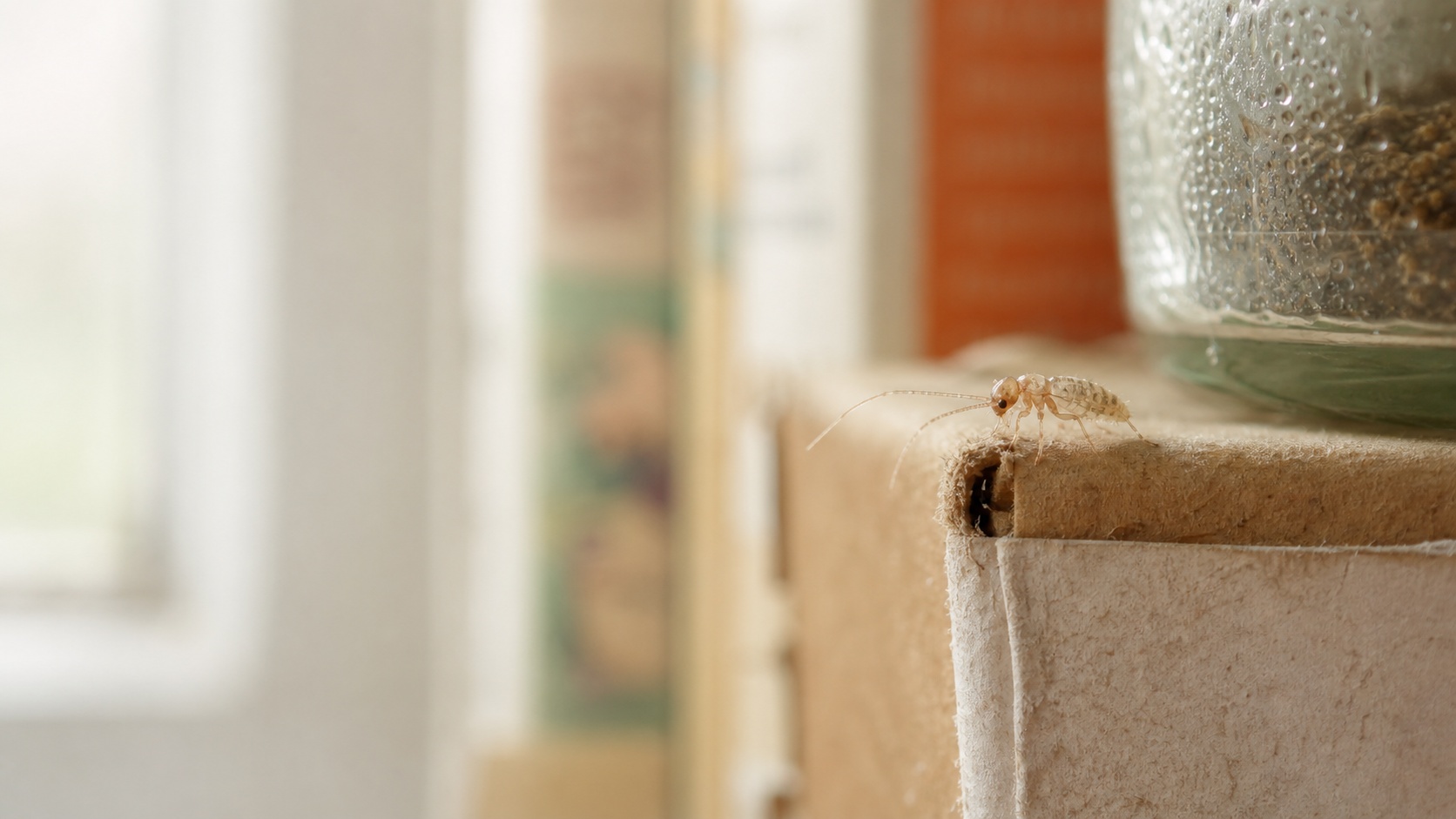 Gros plan photoréaliste d’un psoque beige sur un carton légèrement humide dans une maison, près de papiers et d’un bocal.