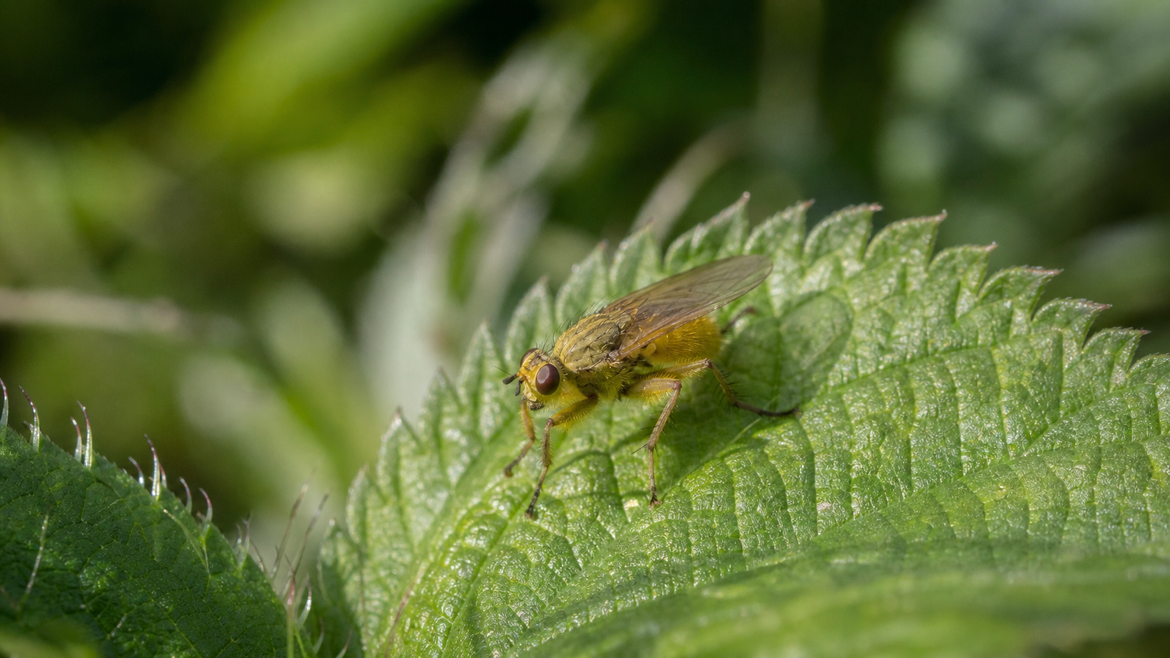 Mouche jaune adulte observée en gros plan sur une feuille verte dans un jardin
