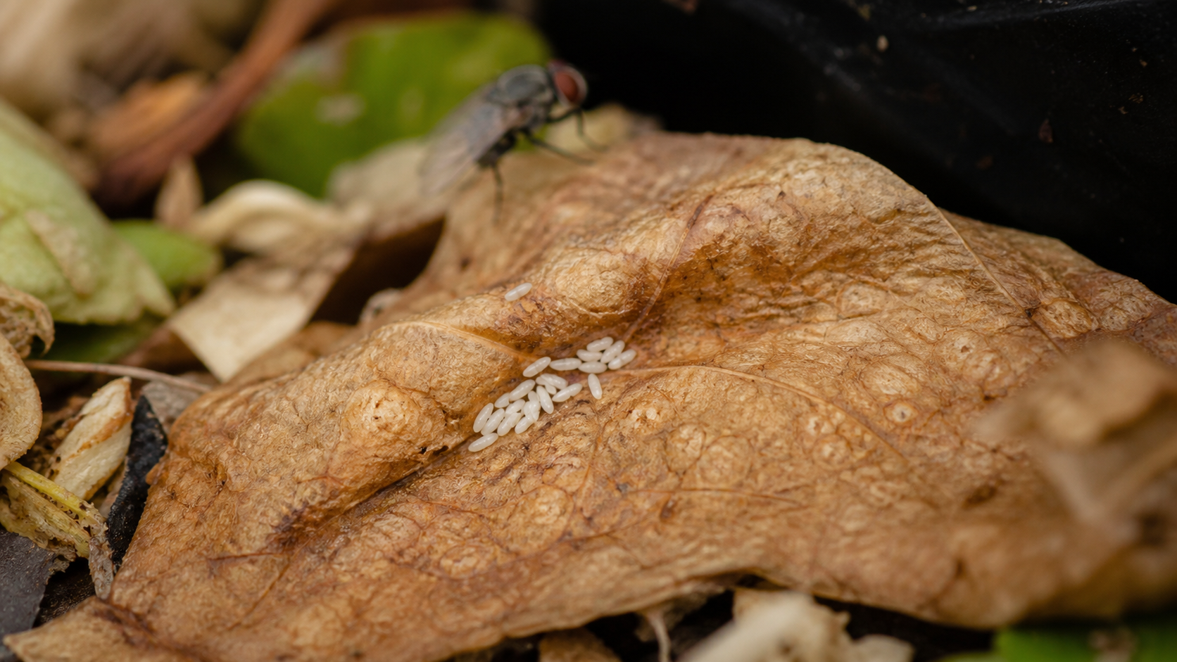 Petit amas d’œufs de mouche blancs sur une matière organique avec une mouche adulte en arrière-plan