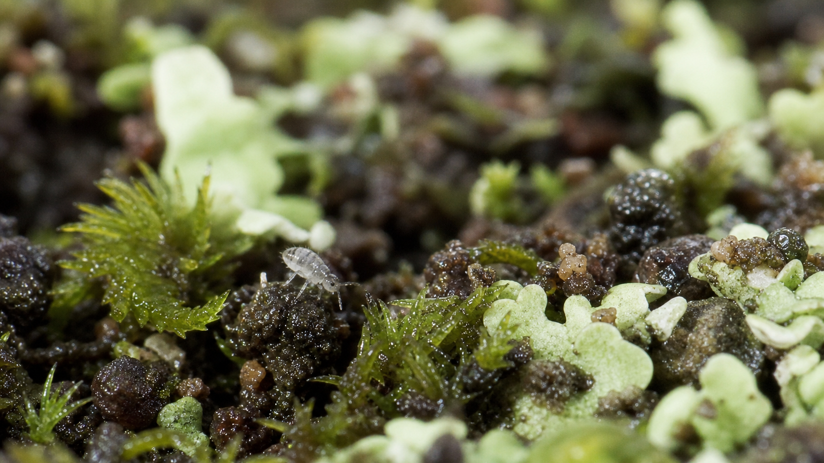 Collembole parmi mousse et lichen