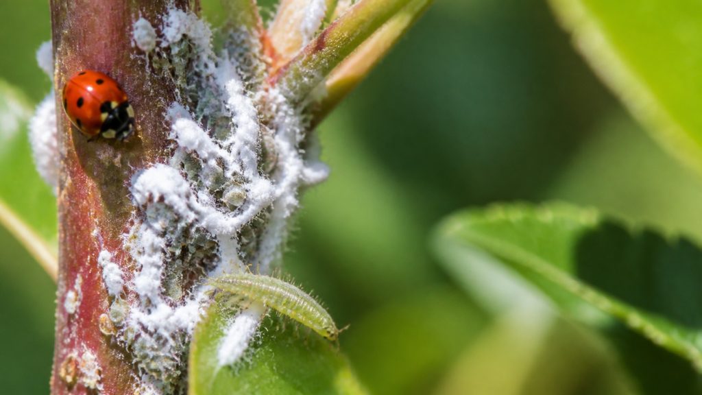 Colonie de pucerons lanigères sur une branche de pommier, avec une coccinelle et une larve de chrysope, prédateurs naturels.